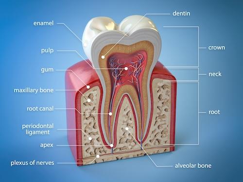 image of the inside of a tooth ocala fl